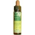 Elm Plantis Nº 11 10 ml